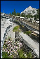 Wildflowers and water over granite slabs, Le Conte Canyon. Kings Canyon National Park, California, USA. (color)