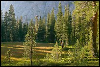 Big Pete Meadow, late afternoon, Le Conte Canyon. Kings Canyon National Park ( color)