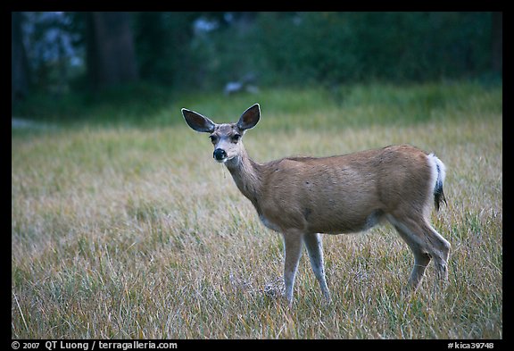 Deer in Big Pete Meadow, Le Conte Canyon. Kings Canyon National Park, California, USA.