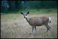 Deer in Big Pete Meadow, Le Conte Canyon. Kings Canyon National Park, California, USA. (color)