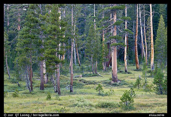 Pine trees in Big Pete Meadow, Le Conte Canyon. Kings Canyon National Park, California, USA.