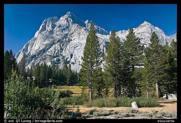 Langille Peak and pine trees, Big Pete Meadow, Le Conte Canyon. Kings Canyon National Park (color)