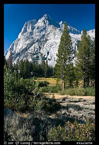 Trees and Langille Peak, Big Pete Meadow, Le Conte Canyon. Kings Canyon National Park, California, USA.