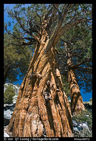 Pine tree, Le Conte Canyon. Kings Canyon National Park, California, USA.