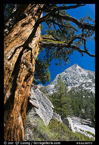 Pine tree and peak, Le Conte Canyon. Kings Canyon National Park, California, USA.