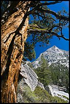 Pine tree and peak, Le Conte Canyon. Kings Canyon National Park, California, USA. (color)