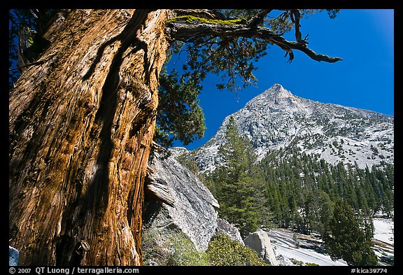 Pine tree and peak, Le Conte Canyon. Kings Canyon National Park, California, USA.