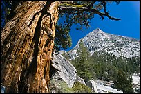 Pine tree and peak, Le Conte Canyon. Kings Canyon National Park, California, USA. (color)