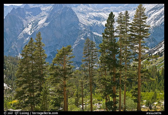 Pine trees and granite peaks. Kings Canyon National Park, California, USA.