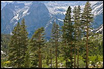 Pine trees and granite peaks. Kings Canyon National Park ( color)