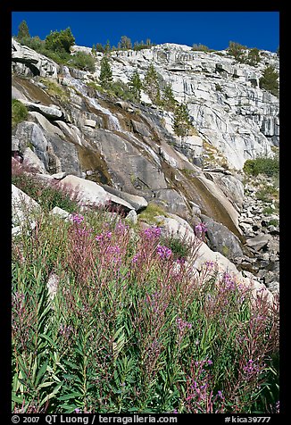 Fireweed and waterfall. Kings Canyon National Park, California, USA.