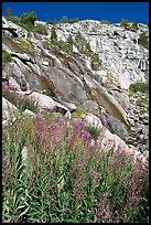 Fireweed and waterfall. Kings Canyon National Park ( color)