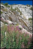 Fireweed and waterfall. Kings Canyon National Park, California, USA.