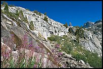 Fireweed and cliffs with waterfall. Kings Canyon National Park, California, USA. (color)