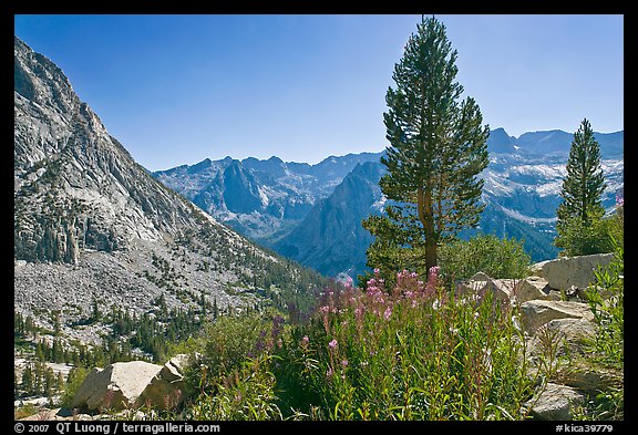 Fireweed and pine trees above Le Conte Canyon. Kings Canyon National Park, California, USA.