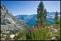 Fireweed and pine trees above Le Conte Canyon. Kings Canyon National Park, California, USA.