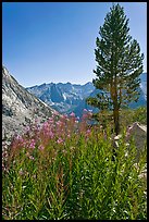 Fireweed and pine tree above Le Conte Canyon. Kings Canyon National Park, California, USA. (color)