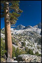 Pine tree, Mt Giraud chain, and moon, afternoon. Kings Canyon National Park, California, USA. (color)