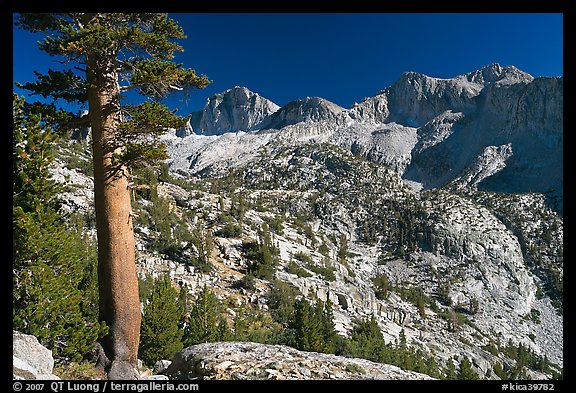 Pine tree and Mt Giraud chain, Lower Dusy basin. Kings Canyon National Park, California, USA.