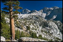 Pine tree and Mt Giraud chain, Lower Dusy basin. Kings Canyon National Park, California, USA. (color)