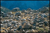 Boulders in meadow above Le Conte Canyon. Kings Canyon National Park, California, USA.