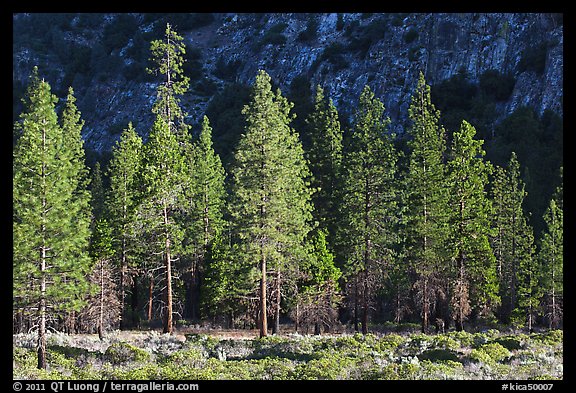 Pine trees and cliff in shade, Cedar Grove. Kings Canyon National Park, California, USA.