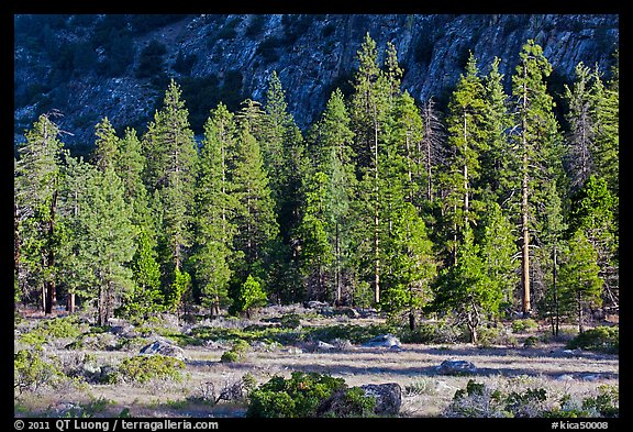 Meadow, lodgepole pines, and cliff early morning. Kings Canyon National Park, California, USA.