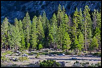 Meadow, lodgepole pines, and cliff early morning. Kings Canyon National Park, California, USA. (color)