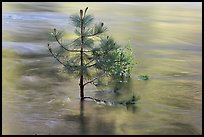 Flooded pine sappling and reflections. Kings Canyon National Park, California, USA.