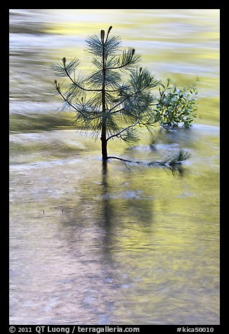 Pine sappling in middle of river. Kings Canyon National Park, California, USA.