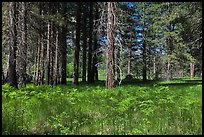 Ferns and trees bordering Zumwalt Meadows. Kings Canyon National Park, California, USA.