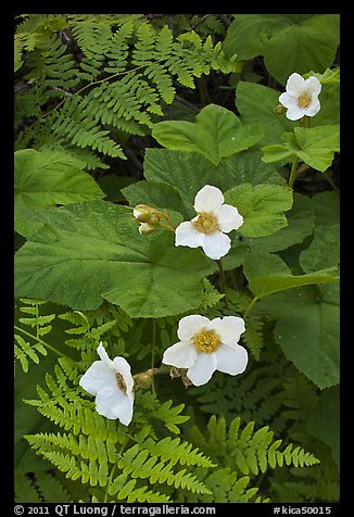 Close-up of ferns and flowers. Kings Canyon National Park, California, USA.