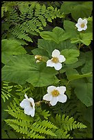 Close-up of ferns and flowers. Kings Canyon National Park ( color)