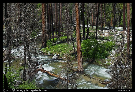 Streams in forest in the spring, Cedar Grove. Kings Canyon National Park (color)