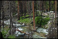 Streams in forest in the spring, Cedar Grove. Kings Canyon National Park ( color)
