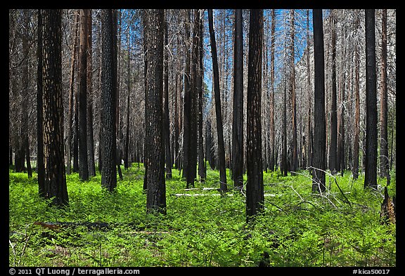 Burned forest and ferns. Kings Canyon National Park (color)