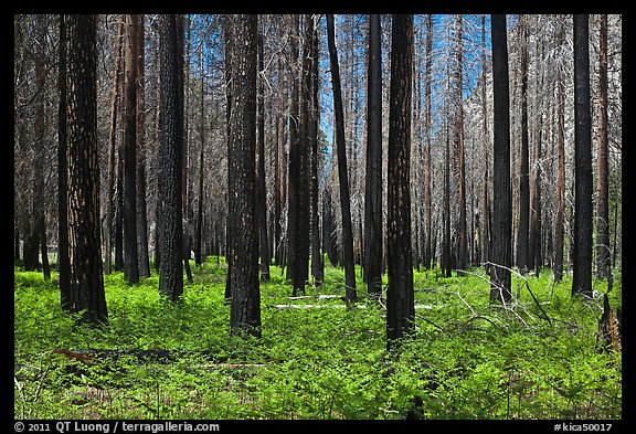 Burned forest and ferns. Kings Canyon National Park, California, USA.