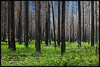 Burned forest and ferns. Kings Canyon National Park, California, USA.