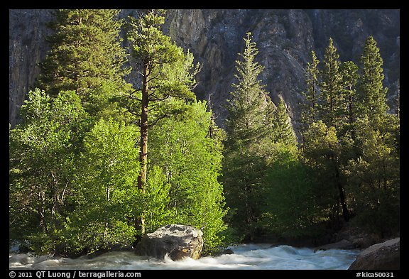 Stream and pine trees in spring. Kings Canyon National Park (color)