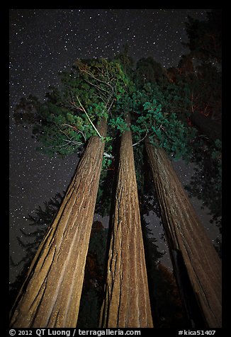 Group of sequoia trees under the stars. Kings Canyon National Park, California, USA.