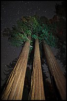 Group of sequoia trees under the stars. Kings Canyon National Park, California, USA.