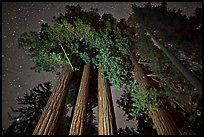 Giant sequoia grove and starry sky. Kings Canyon National Park, California, USA. (color)