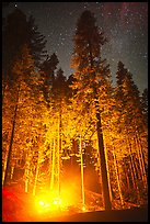 Fire amongst the sequoias, and starry sky. Kings Canyon National Park, California, USA. (color)