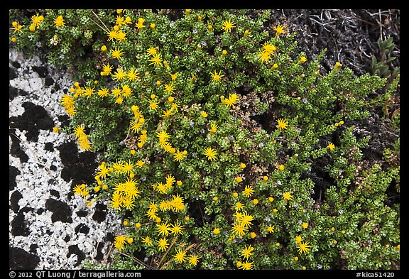 Tiny yellow flowers. Kings Canyon National Park, California, USA.