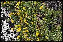 Tiny yellow flowers. Kings Canyon National Park, California, USA.