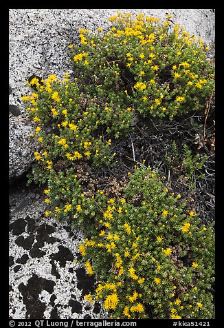 Flowers on granite crack. Kings Canyon National Park, California, USA.