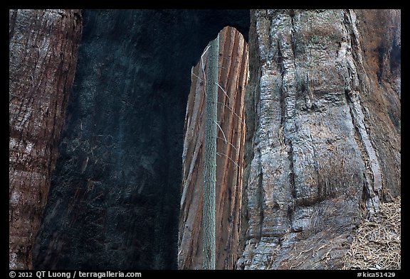 Opening created by fire at base of sequoia tree. Kings Canyon National Park (color)