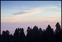 Silhouettes of sequoia tree tops at sunset. Kings Canyon National Park, California, USA. (color)