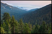 Redwood Mountain Grove, largest sequoia grove. Kings Canyon National Park ( color)