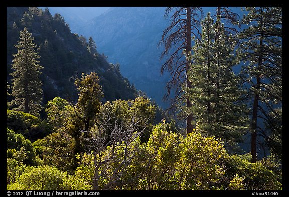 Trees on Cedar Grove valley rim. Kings Canyon National Park, California, USA.